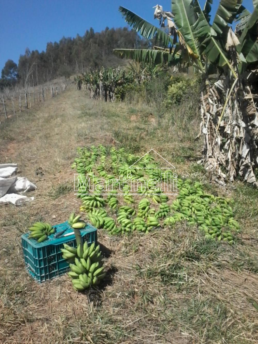 Comprar Rural / Fazendas - Sitios em Caconde apenas R$ 480.000,00 - Foto 8 Comprar Rural / Fazendas - Sitios em Caconde apenas R$ 480.000,00 - Foto 8